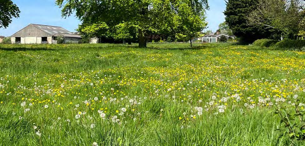Site Image